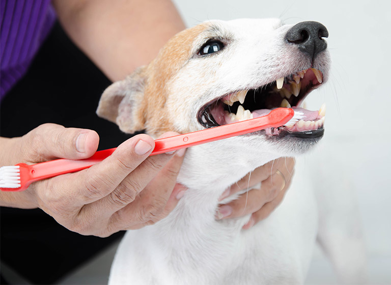 Zahnreinigung für den Hund.